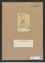 Triceratium coscinoides Grove et Sturt. (de-Toni-Nr.: Genus 140, Species 3733) Zeichnungen Sammlung Grunow Nr. 7244 (NHMW-BOT-W0376243)